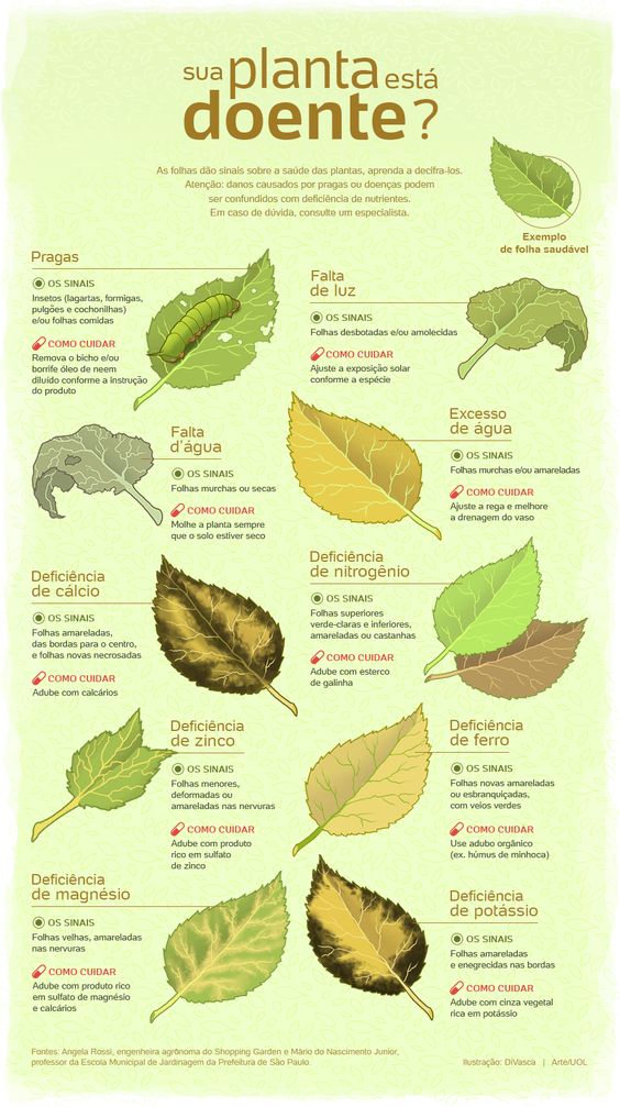 Infográfico – Sua planta está doente? – Eu Quero Biologia