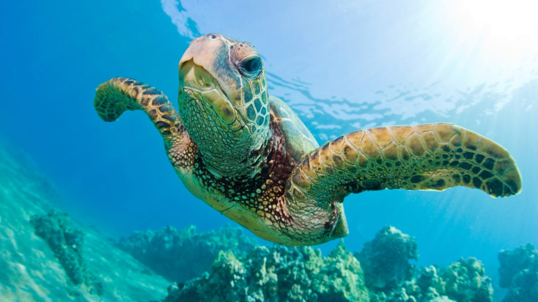 Biologia das tartarugas-marinhas – Eu Quero Biologia