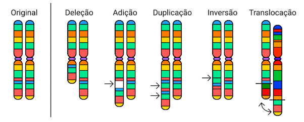 Os Segredos do DNA: Estrutura, Função e Importância