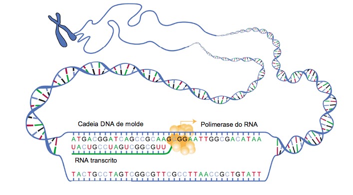 Os Segredos do DNA: Estrutura, Função e Importância