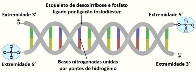 Os Segredos do DNA: Estrutura, Função e ImportânciaOs Segredos do DNA: Estrutura, Função e Importância