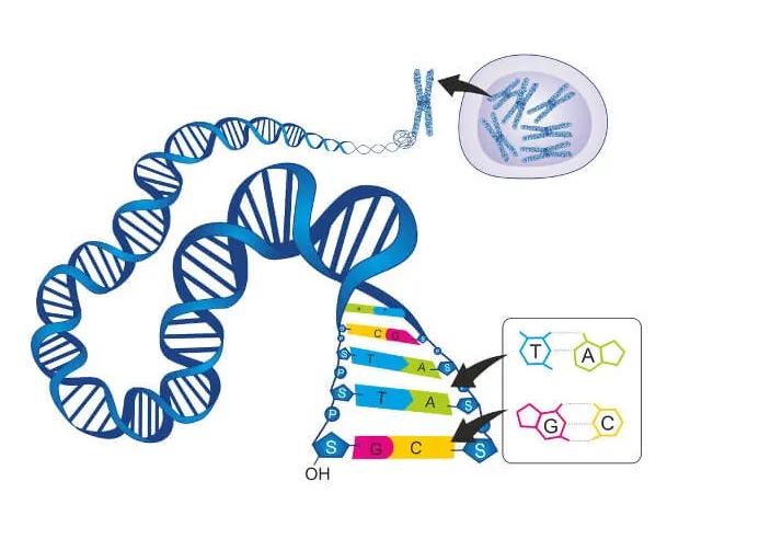 Os Segredos do DNA: Estrutura, Função e ImportânciaOs Segredos do DNA: Estrutura, Função e Importância